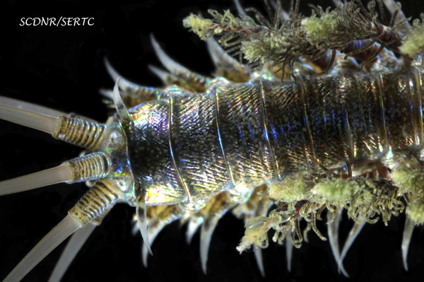 Diopatra cuprea (polychaete worm) from Charleston Harbor, South Carolina